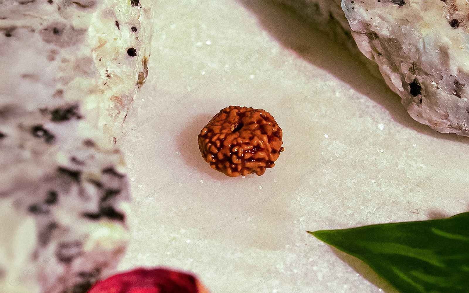 Natural 10 Mukhi Rudraksha (Indo) - Image 6