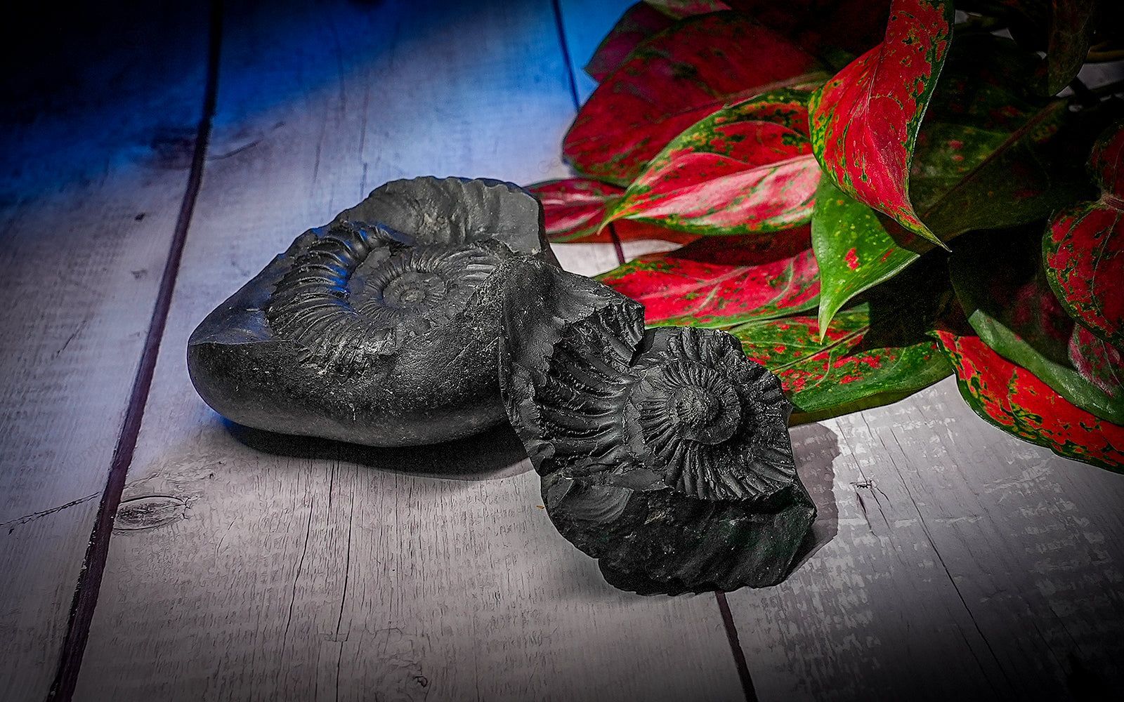 Shaligram - Image 5